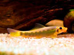 GYRINOCHEILUS AYMONIERI BLACK GOLD