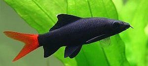 Labeo bicolor 4-5.5 cm