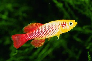 NOTHOBRANCHIUS GUENTHERI GOLD.PREU PARELLA