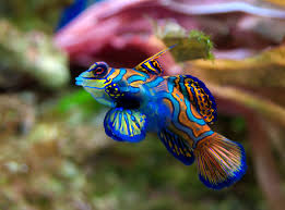 PTEROSYNCHIROPUS SPLENDIDUS