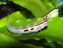 ECSENIUS BIMACULATUS