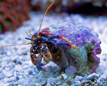 CLIBANARIUS TRICOLOR