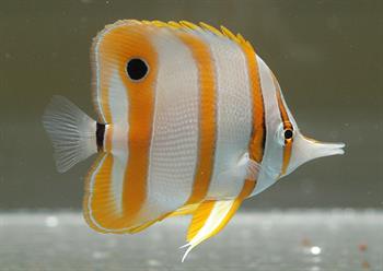CHELMON ROSTRATUS