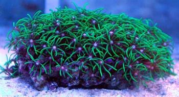 Briareum sp. (154)(Clavularia tapizante)