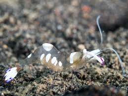Periclimenes holthuisi