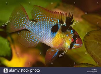 Papiliochromi  ramirezi  XL