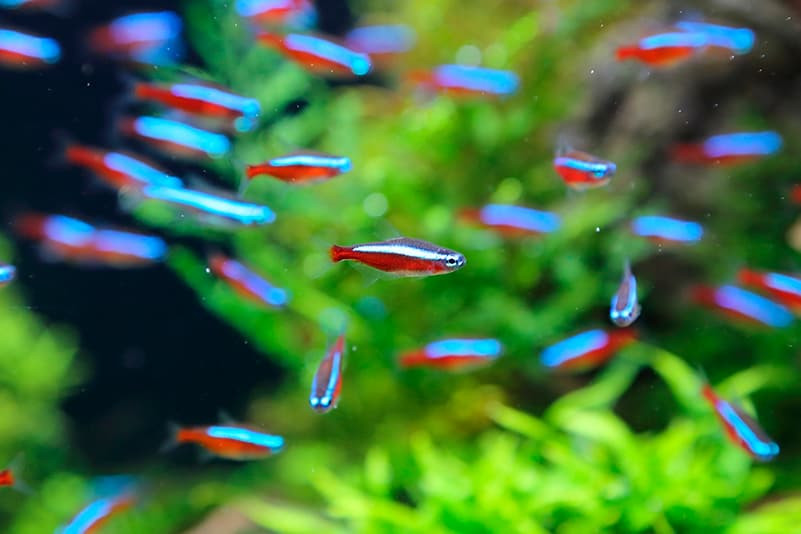 TETRAS