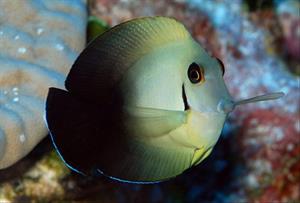ACANTHURUS CHRONIXIS